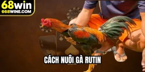 Cách Nuôi Gà Rutin Đúng Chuẩn, Đạt Hiệu Quả Tối Đa